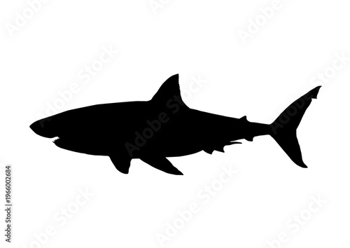 shark silhouette	 - vector illustration