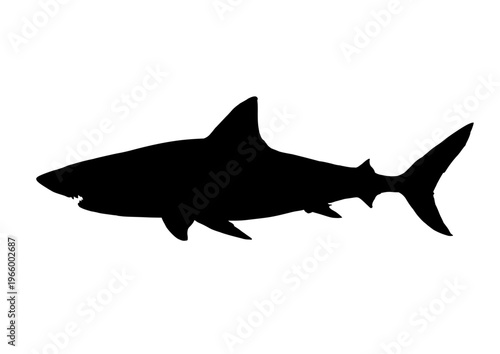 shark silhouette	 - vector illustration