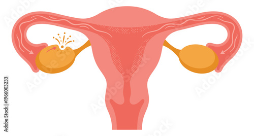 Flat illustration of female reproductive system depicting ovulation and uterus anatomy for medical and educational design