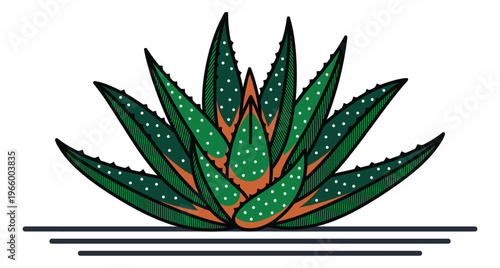 Engraving illustration of aloe vera succulent depicting rosette shaped plant with serrated leaves for botanical design