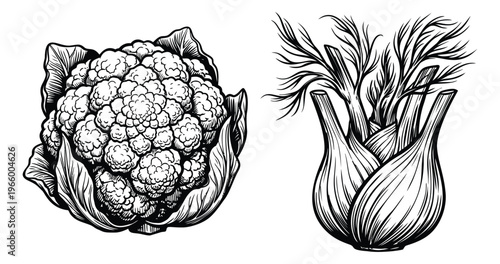 Engraving illustration set of 2 vegetables featuring cauliflower and fennel bulb for food and culinary design