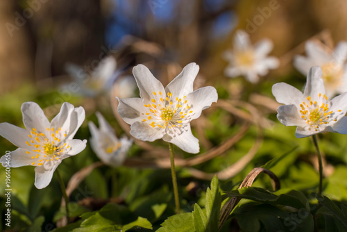Aufnahme von drei Buschwindröschen im Sonnenlicht.