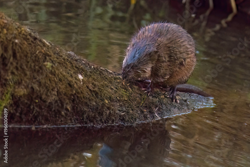 Aufnahme einer Bisamratte in ihrem Habitat.