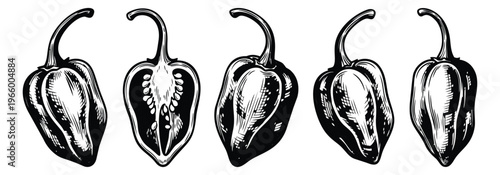 Engraving illustration set of 5 habanero peppers depicting whole and cross section views for food and culinary design
