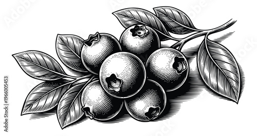 Engraving illustration of blueberries on a branch depicting ripe fruit cluster with leaves for food and packaging design