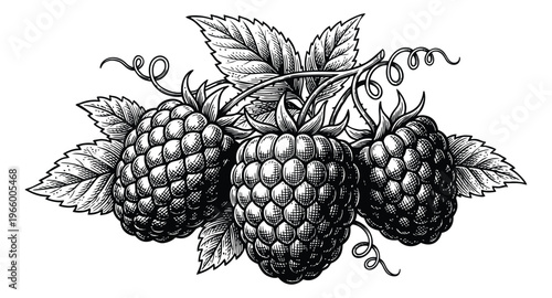 Engraving illustration of raspberries depicting a cluster of ripe berries with leaves and tendrils for food and packaging design