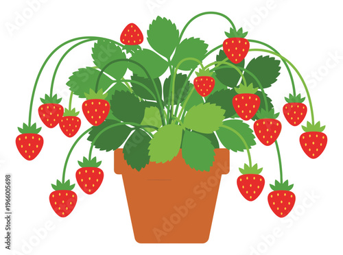 Flat illustration of a strawberry plant in a terracotta pot depicting ripe red berries on runners for gardening and food design
