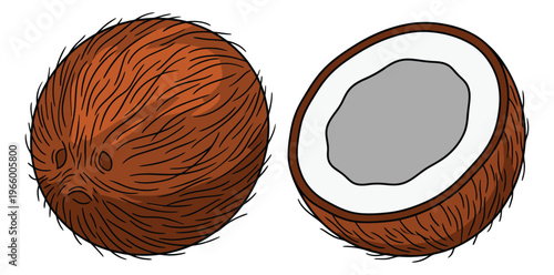 Cartoon illustration of coconut depicting whole and halved fruit with fibrous shell and white flesh for food and tropical design