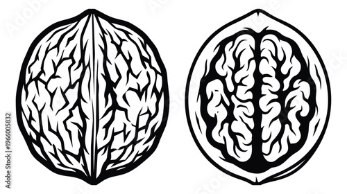 Woodcut illustration of walnut and brain comparison depicting the resemblance between nut anatomy and human mind for health and science design