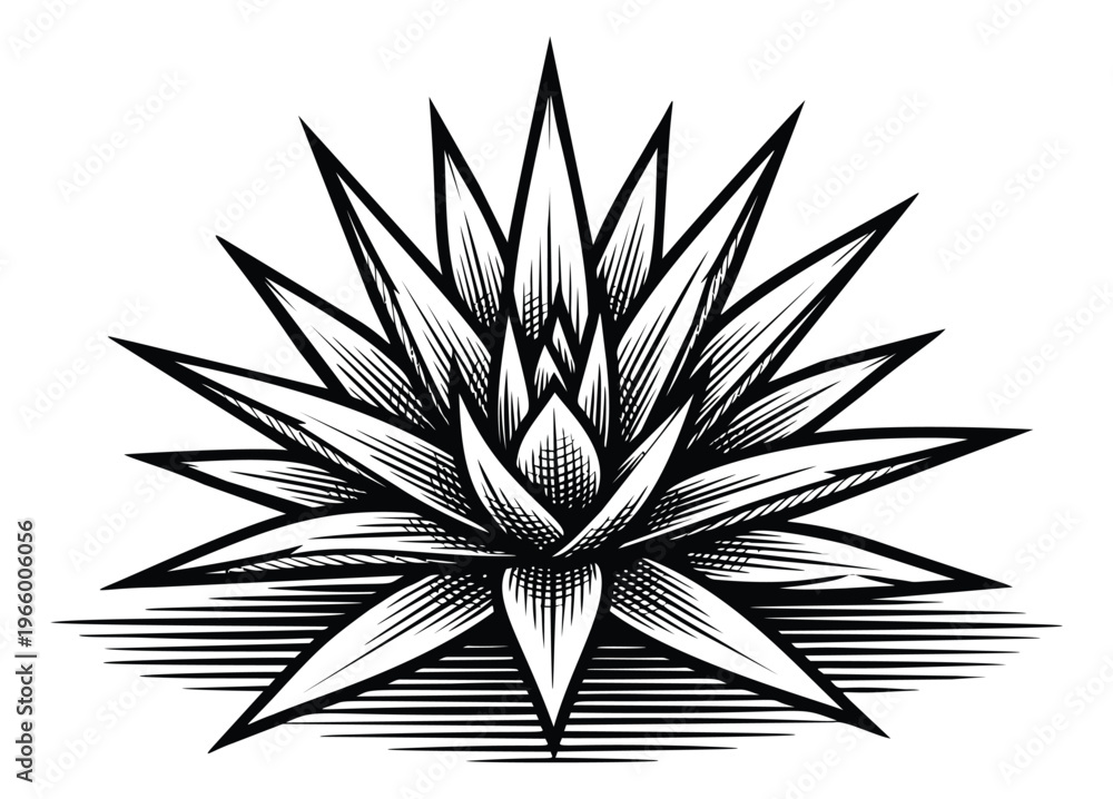 Obraz premium Engraving illustration of agave plant depicting sharp spiky leaves and detailed crosshatch shading for tequila and mezcal design
