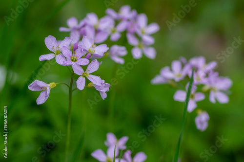 Konstfotografi Cardamine pratensis cucko flower in bloom, group of petal flowering mayflowers o