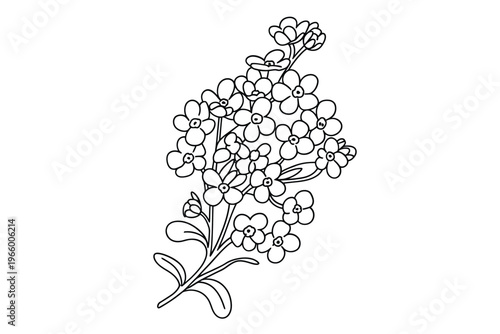 A delicate black and white line drawing depicts a cluster of forget me not flowers with detailed petals