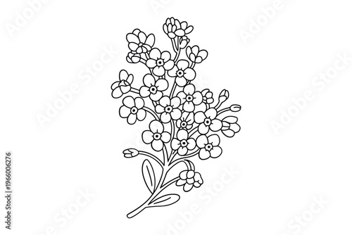 A delicate black and white line drawing depicting a flowering forget me not plant stem with tiny blossoms