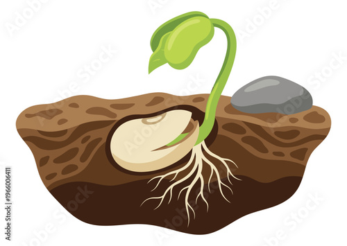 Cartoon illustration of a bean seed germinating depicting root growth and sprouting seedling for biology and education design