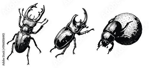 Engraving illustration set of 3 beetles featuring stag beetle, rhinoceros beetle and dung beetle for nature and entomology design