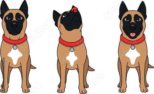 Cartoon Belgian Malinois Dog with Red Collar in Three Poses, Looking Up and Smiling