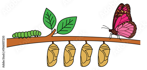 Cartoon illustration of butterfly life cycle depicting caterpillar chrysalis and butterfly stages on a branch for science and education