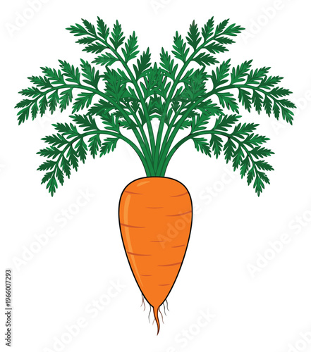 Cartoon illustration of a fresh carrot depicting vibrant orange root vegetable with green leafy tops for food and nutrition design