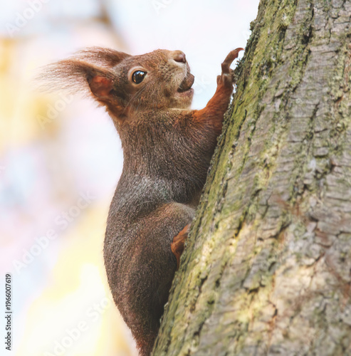 Junges Eichhörnchen mit einer Nuss im Maul klettert am Baum