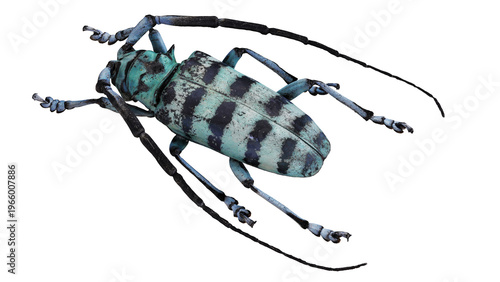 Bild auf Leinwand Close-up of a colorful longhorn beetle