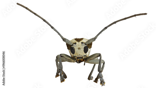 Foto Close-up of a Longhorn Beetle isolated on white.