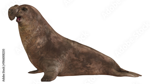 Quadro su tela Majestic elephant seal on a white background