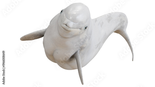 Valokuva Gentle beluga whale swimming gracefully.