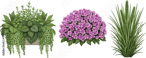 Set of professional garden plant vectors featuring a hanging planter with foliage pink hydrangea bush and tall ornamental grass isolated on a white background for landscape design.