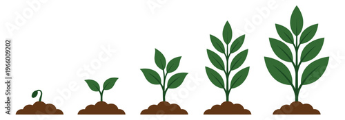 Flat illustration of 5 plant growth stages depicting seedling to mature plant progression for nature and education design