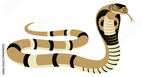 Flat cartoon illustration of a cobra snake depicting a raised striking pose with spread hood for wildlife and nature design