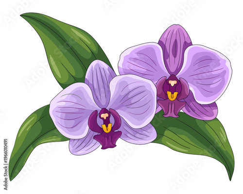 Beautiful purple orchid flowers with green leaves isolated on transparent background