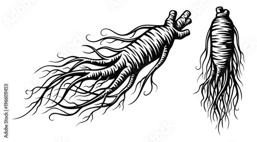 Woodcut illustration of ginseng root depicting detailed botanical anatomy for herbal medicine and natural health design