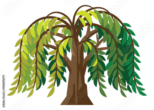 Flat illustration of a weeping willow tree depicting drooping branches and lush green foliage for nature and garden design