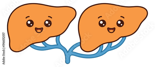 Cartoon illustration of two cute liver characters depicting a liver transplant or donation concept for medical and healthcare design