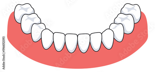 Cartoon illustration of lower jaw teeth depicting healthy white dentition with pink gums for dental and medical design