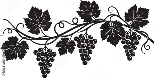 grapevine silhouette with leaves and grape clusters decorative vector illustration