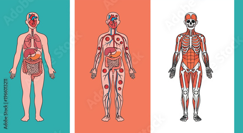 Anatomical illustration depicting human body systems muscular circulatory and skeletal in a stylized silhouette high quality professional detailed modern elegant stylish clean crisp