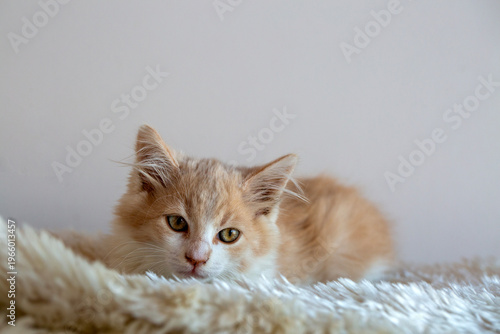 Cute ginger and white kitte...