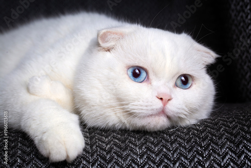 White Scottish Fold cat wit...