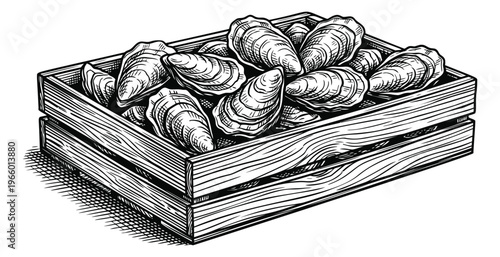 Engraving illustration of oysters in a wooden crate depicting fresh shellfish harvest for seafood and food market design