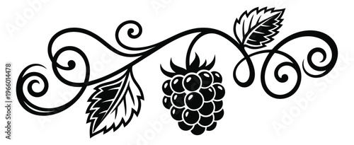 Woodcut illustration of blackberry branch depicting decorative swirl vine with leaves and fruit for food and nature design