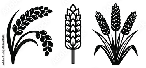 Silhouette icon set of 3 grain crops featuring rice paddy, single wheat stalk and wheat bundle for agriculture design