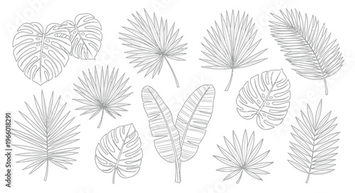 Tropical Leaves Set: Monstera, Palm, Banana Leaf Line Art Illustration