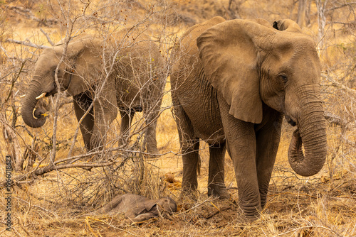 Two elephants stand beside a newborn elephant in Kruger National Park, South Africa