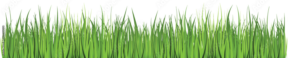 Fototapeta premium Green Grass. Grass isolated on white background, vector illustration