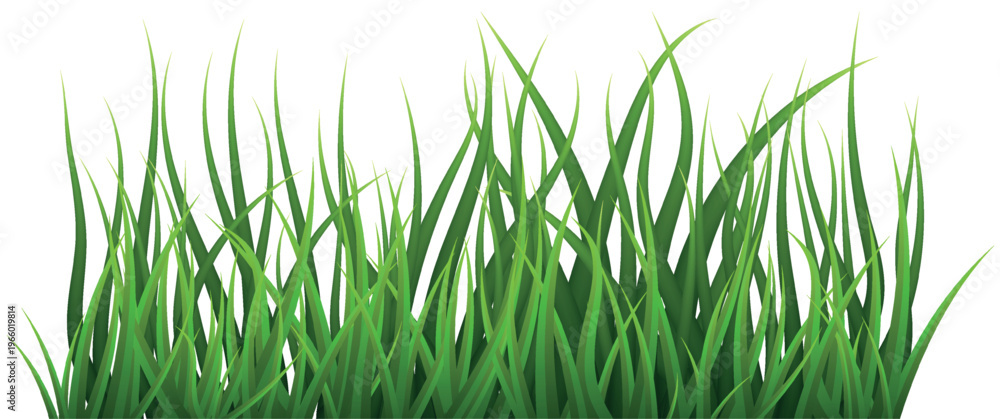 Fototapeta premium Green Grass. Grass isolated on white background, vector illustration