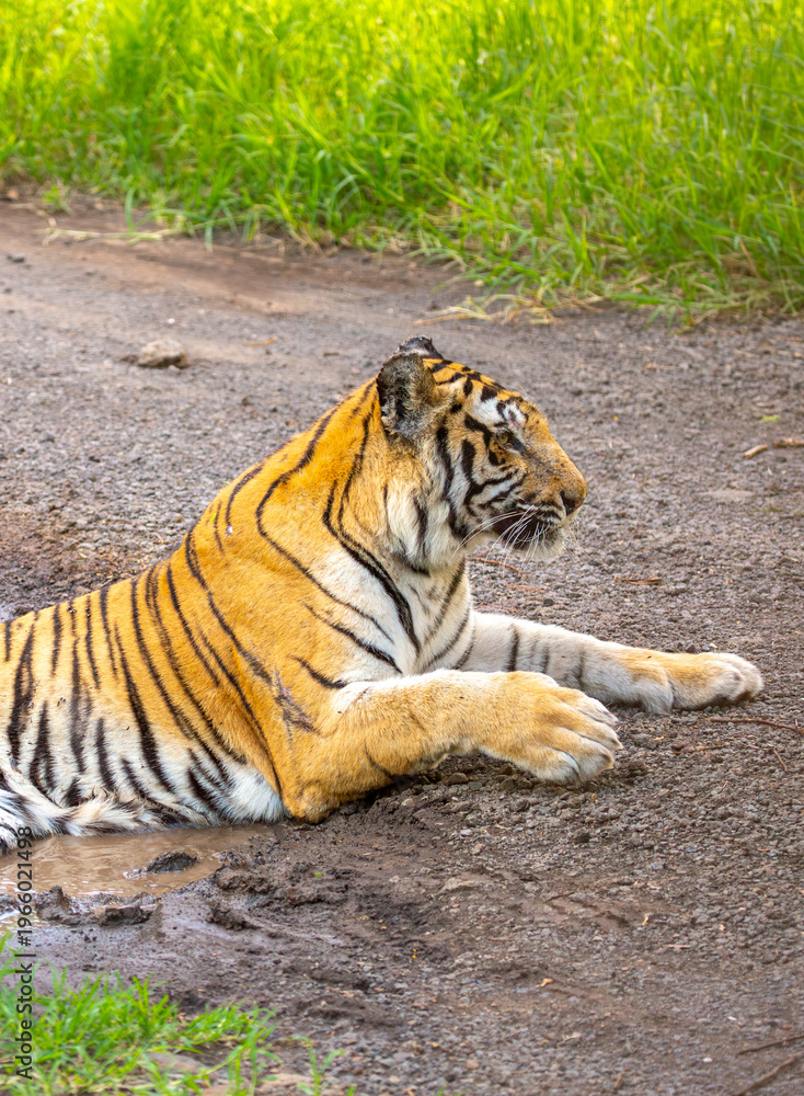Obraz premium A Bengal tiger lies in a puddle on the road, cooling off from the sweltering heat. The tiger is seen against the backdrop of the road and green grass.