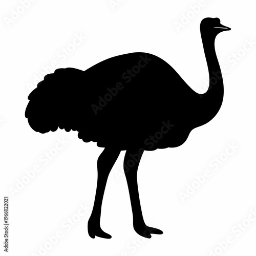 Black silhouette of a common ostrich on a white background isolated