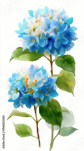 Beautiful Blue Hydrangea Blooms with Green Leaves on White Background