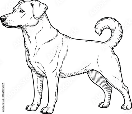 A stylized sketch of a medium sized dog standing upright with a curled tail Vector